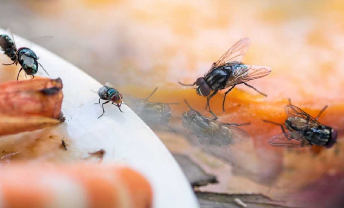 ¿Qué es lo primero que hace una mosca al aterrizar en su comida?