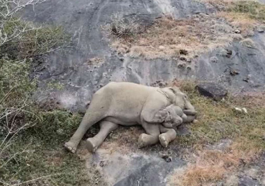 El tierno reencuentro de un bebé elefante con su mamá tras ser rescatado de traficantes en la India