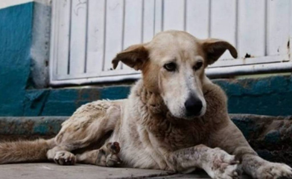 Denuncian abuso y maltrato contras mascotas en localidad de Kennedy, Bogotá