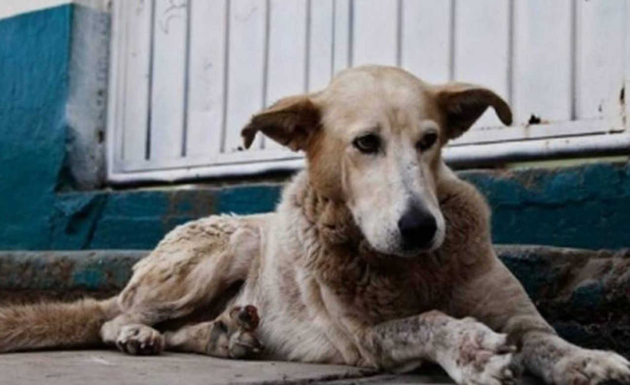 Denuncian abuso y maltrato contras mascotas en localidad de Kennedy, Bogotá