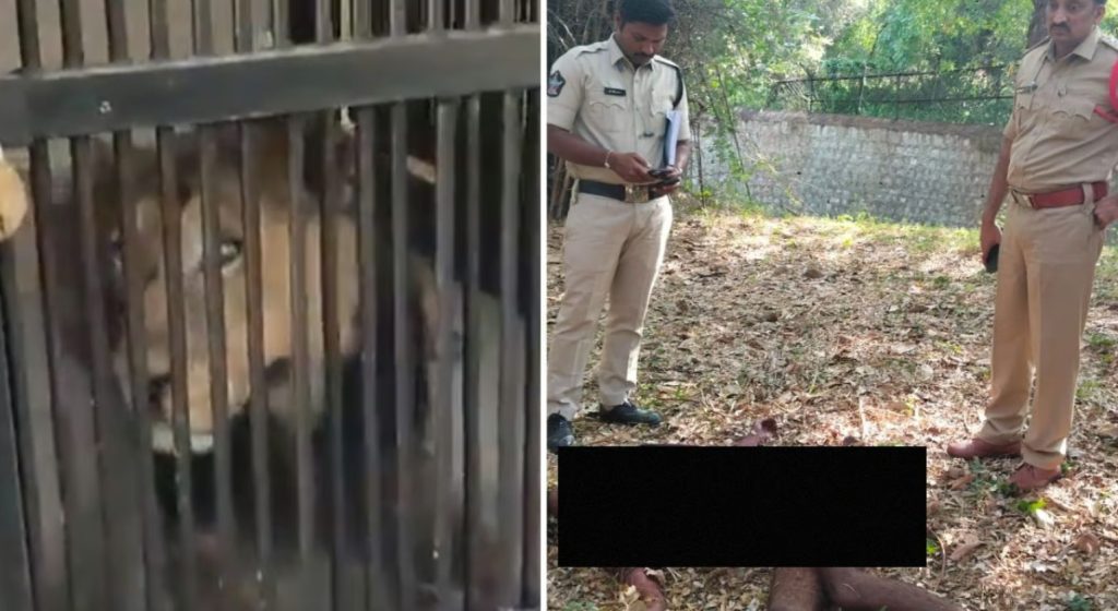 Intentó hacerse unas selfie con un león y murió devorado