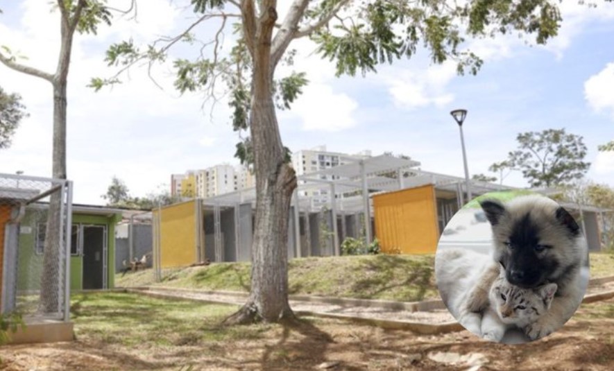 Polémica en Bucaramanga por irregularidades en la Unidad de Bienestar Animal