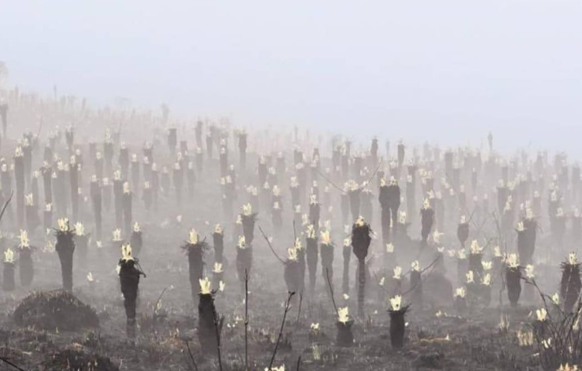 Frailejones quemados en los incendios forestales retoñan entre las cenizas