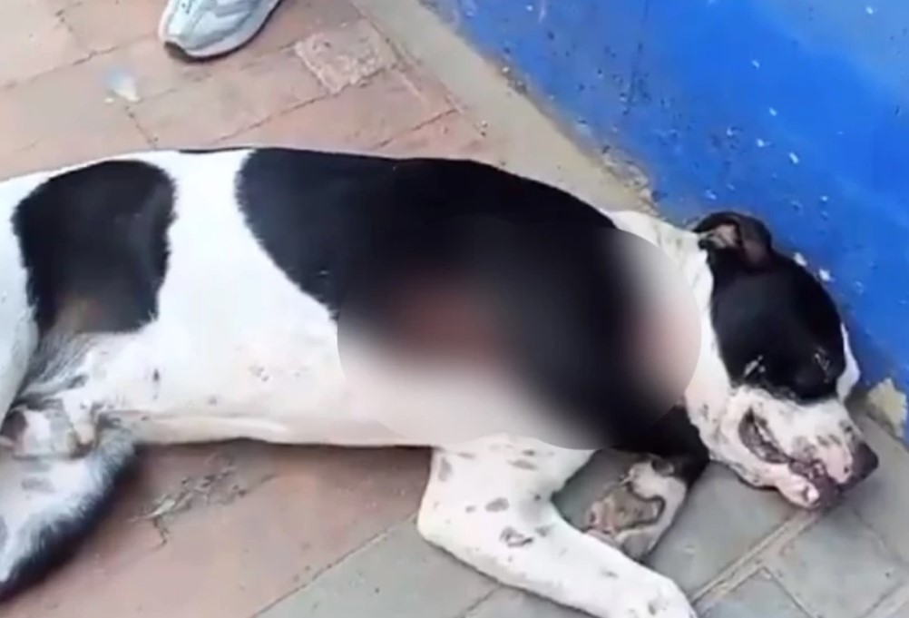 Indignación por policía que habría baleado a perro callejero en el sur Bogotá