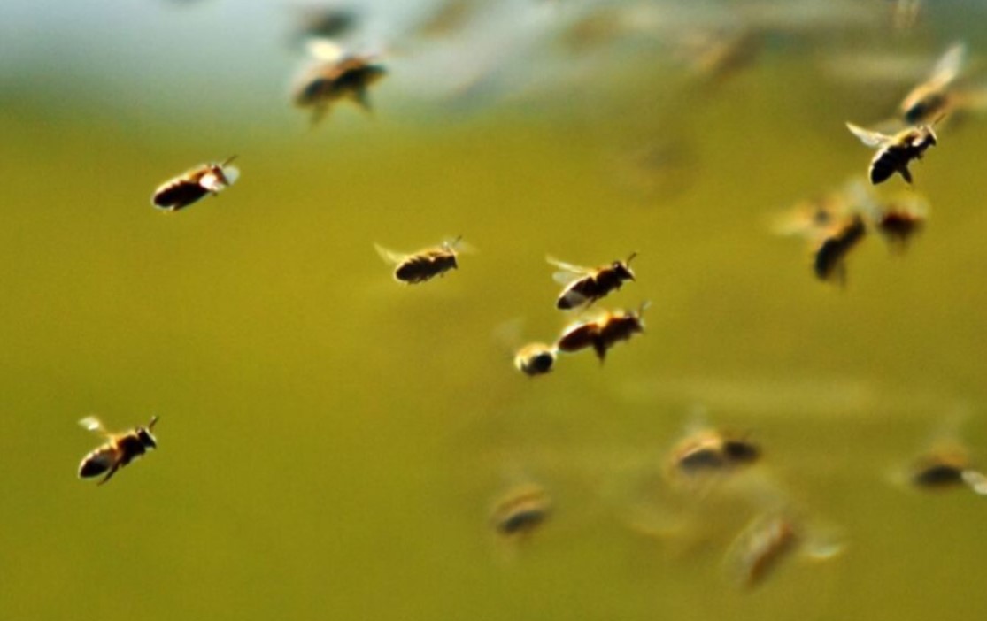 Hombre muere tras ataque de enjambre de abejas en zona rural de Córdoba