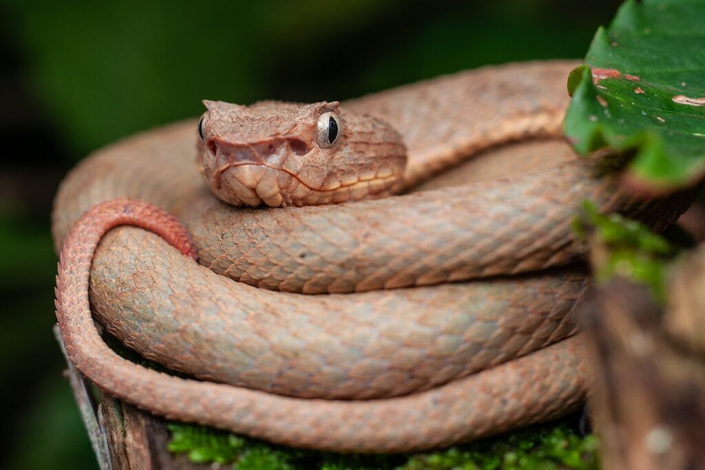 Bothriechis khwargi. Foto: Elson Meneses Pelayo, investigador UIS