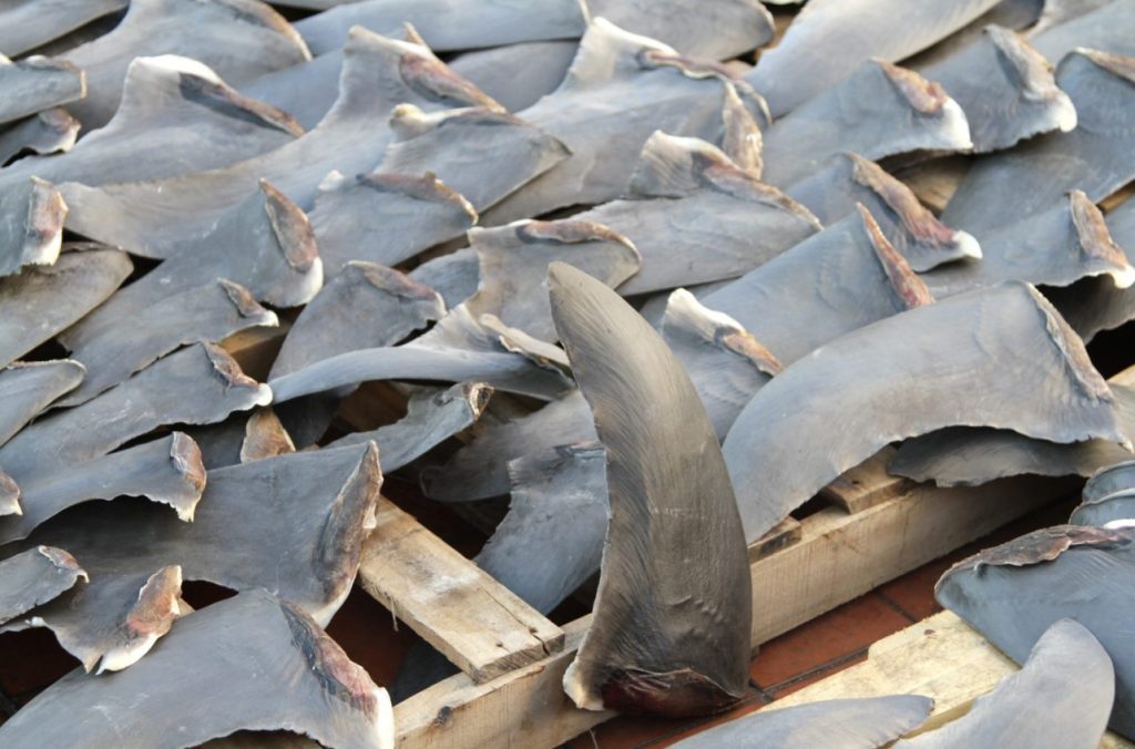 Hijo de un exnarcotraficante dirigía red de tráfico de aletas de tiburón