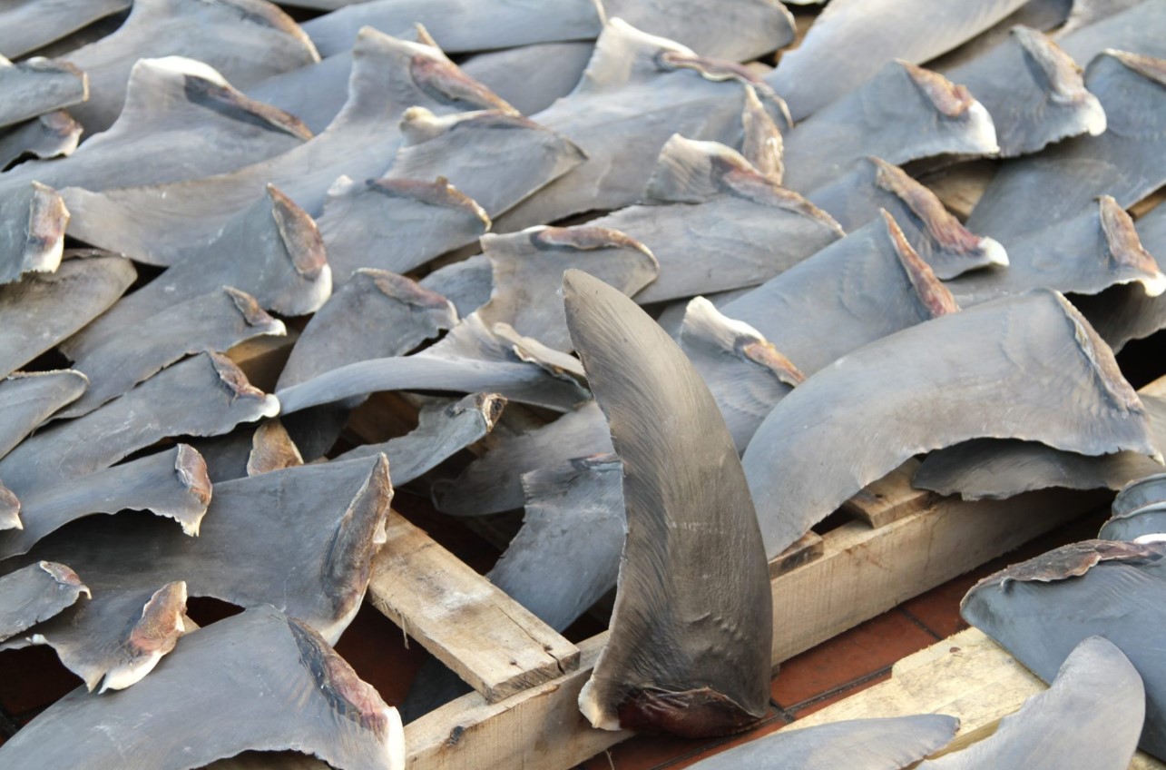 Hijo de un exnarcotraficante dirigía red de tráfico de aletas de tiburón