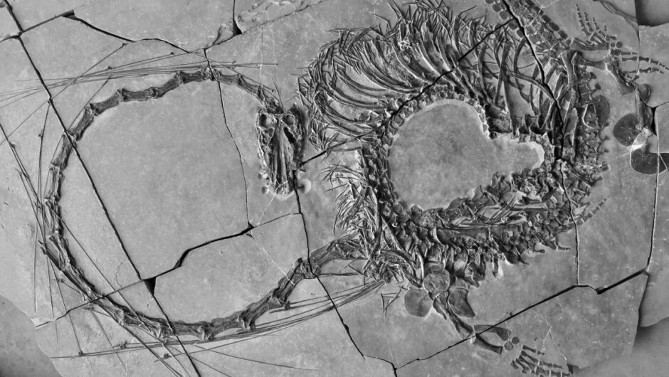 Este fósil tiene 240 millones de años. Foto: Museos Nacionales Escocia