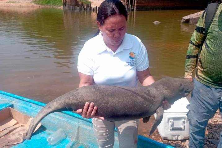 Encontrado Muerto un Manatí Bebé en las Aguas de Barrancabermeja