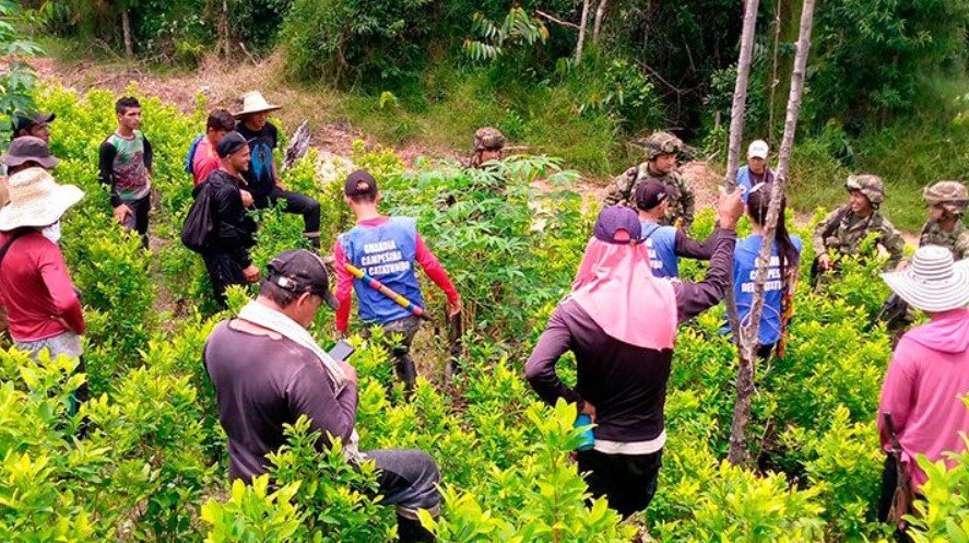 Cocaleros del Catatumbo anuncian paro para exigir programa de sustitución de cultivos