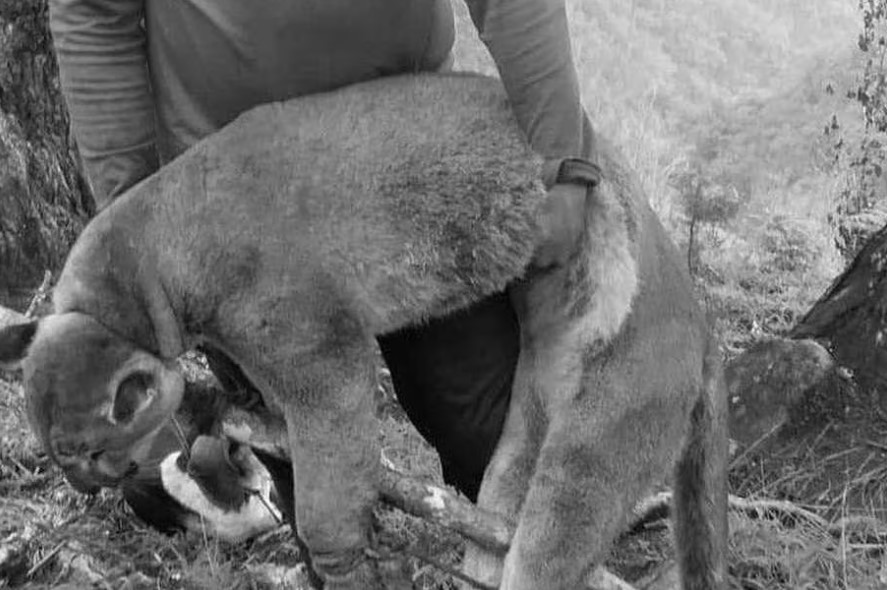 Investigan la muerte de un puma en Villa Caro, Norte de Santander