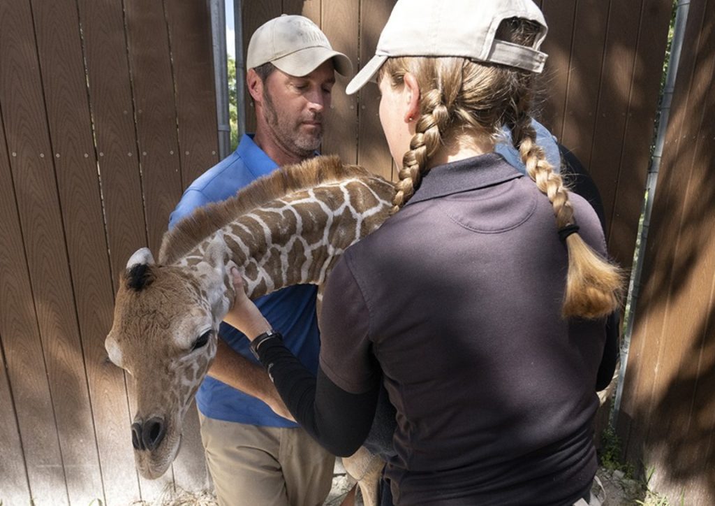 Joven jirafa murió por presunta fractura de cuello