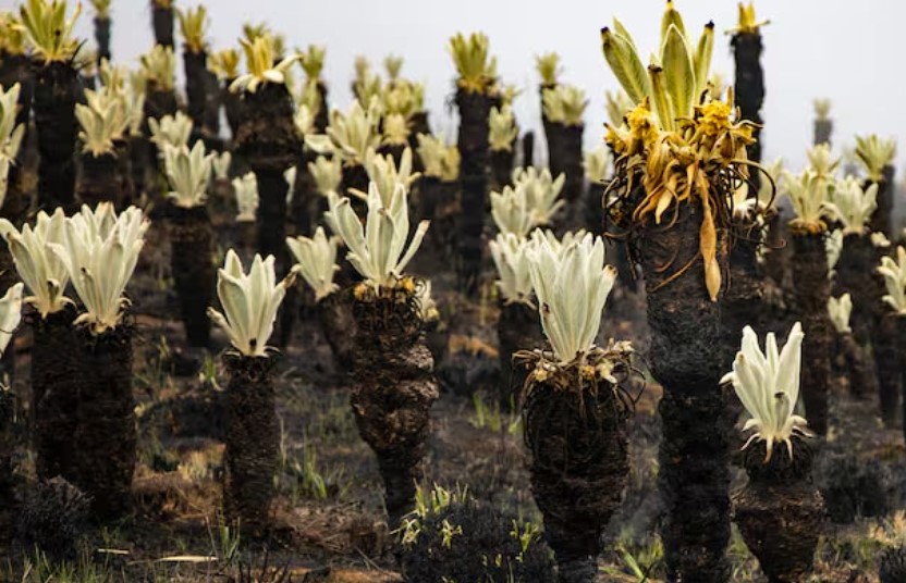 Frailejones vuelven a poblar páramo de Berlín en Santander a dos meses del incendio que los devastó