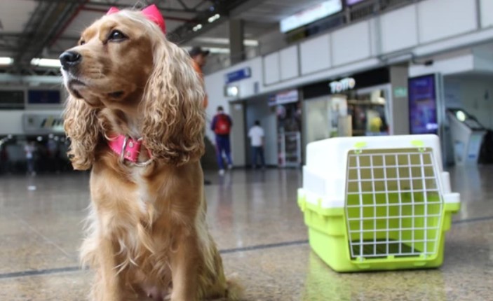 Procuraduría enfatiza la importancia de protocolos de seguridad para viajes con mascotas en Colombia
