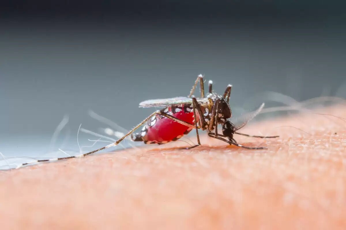 Aedes aegypti, mosquito transmisor del Dengue. Foto: consultorsalud