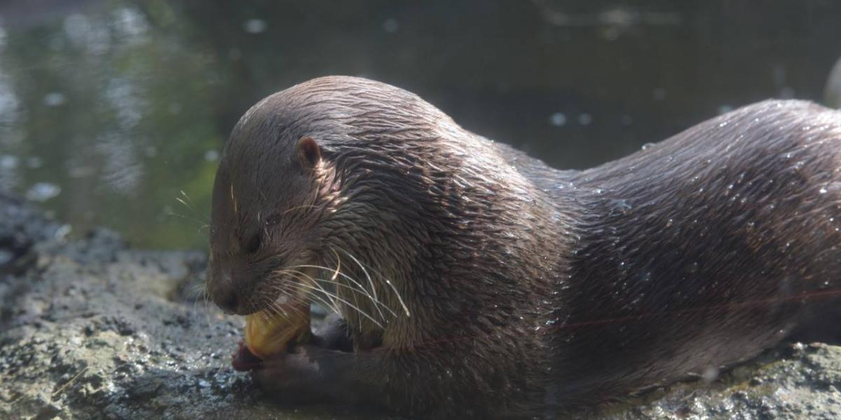 Gerente de Bioparque Ukumarí afirma que 117 animales han muerto