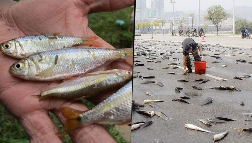 En Honduras sacan provecho al extraño fenómeno de 'lluvia de peces'