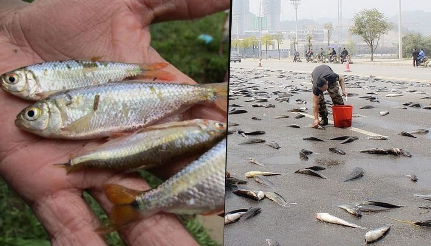 En Honduras sacan provecho al extraño fenómeno de 'lluvia de peces'