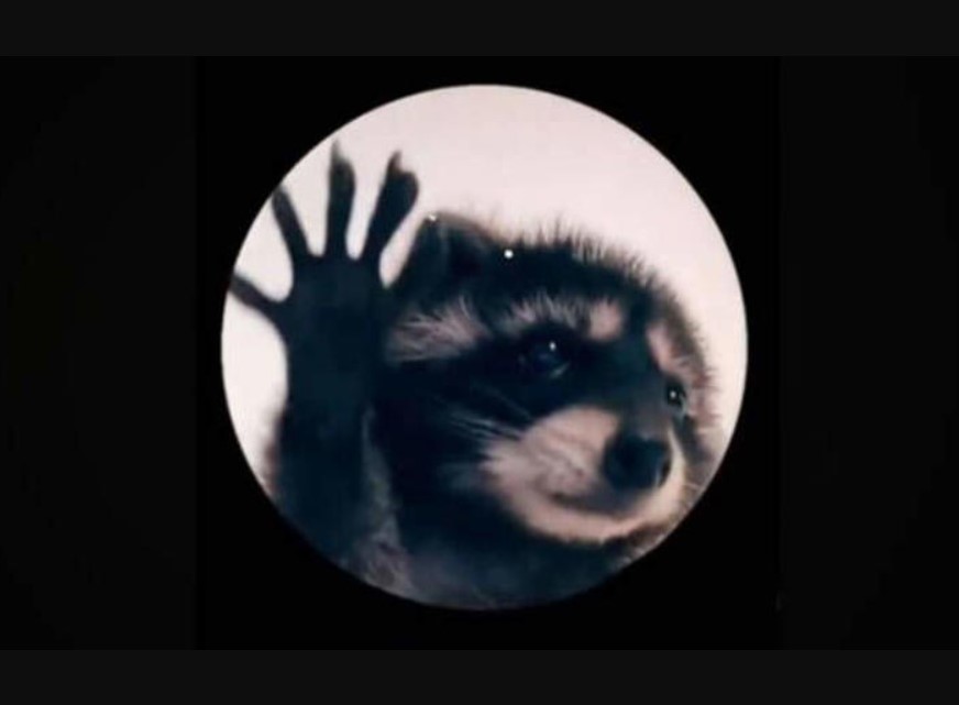 El fenómeno viral de Ginger: el mapache que conquista TikTok al ritmo de Pedro de Raffaella Carrá