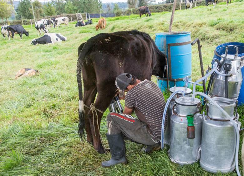 Fedegan apoya al sector lechero colombiano Foto: El Colombiano