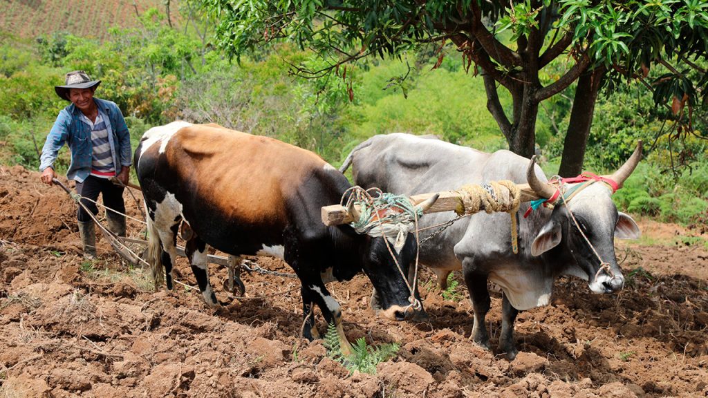 Se entregarán más de 6.000 hectáreas de tierra