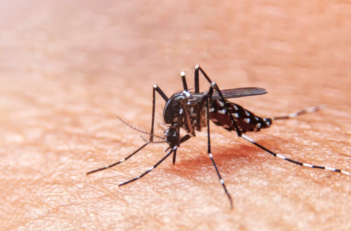 Alarma en Santander: incremento del dengue con más de 14,000 casos