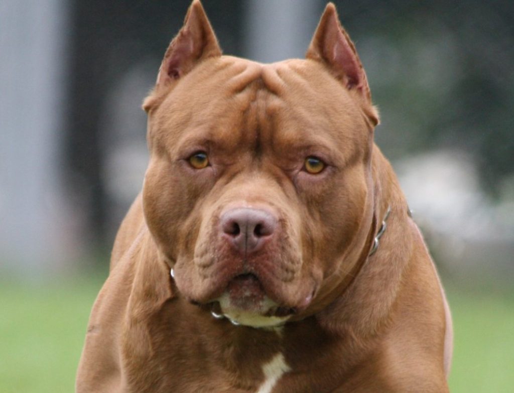 Brutal ataque de Pitbulls dejó gravemente herido a hombre en Bogotá