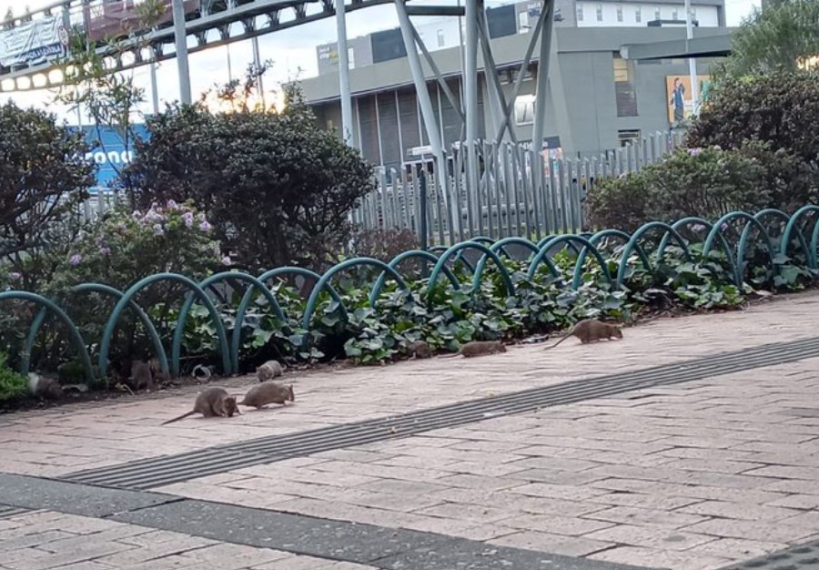 Alcaldía de Bogotá toma medidas frente a plaga de ratas en la ciudad