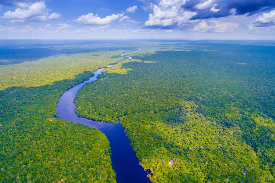 Selva amazónica de Brasil Foto: Google