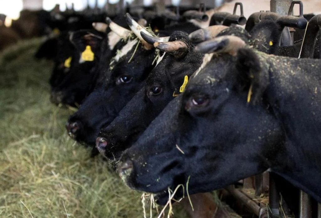 El impacto que tiene el incremento del sacrificio ilegal de ganado en Antioquia