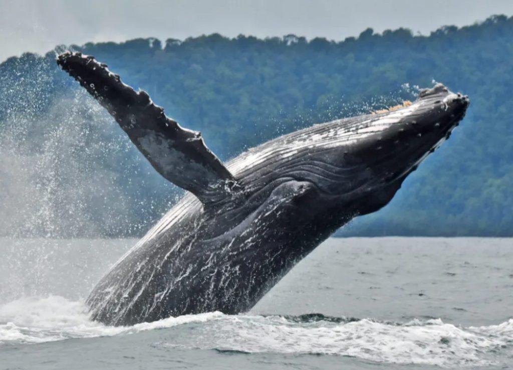 Las ballenas jorobadas regresan al Pacífico colombiano