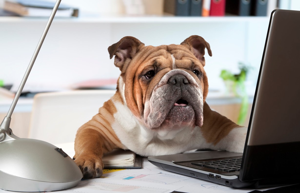 Cómo la presencia de mascotas está transformando el entorno laboral