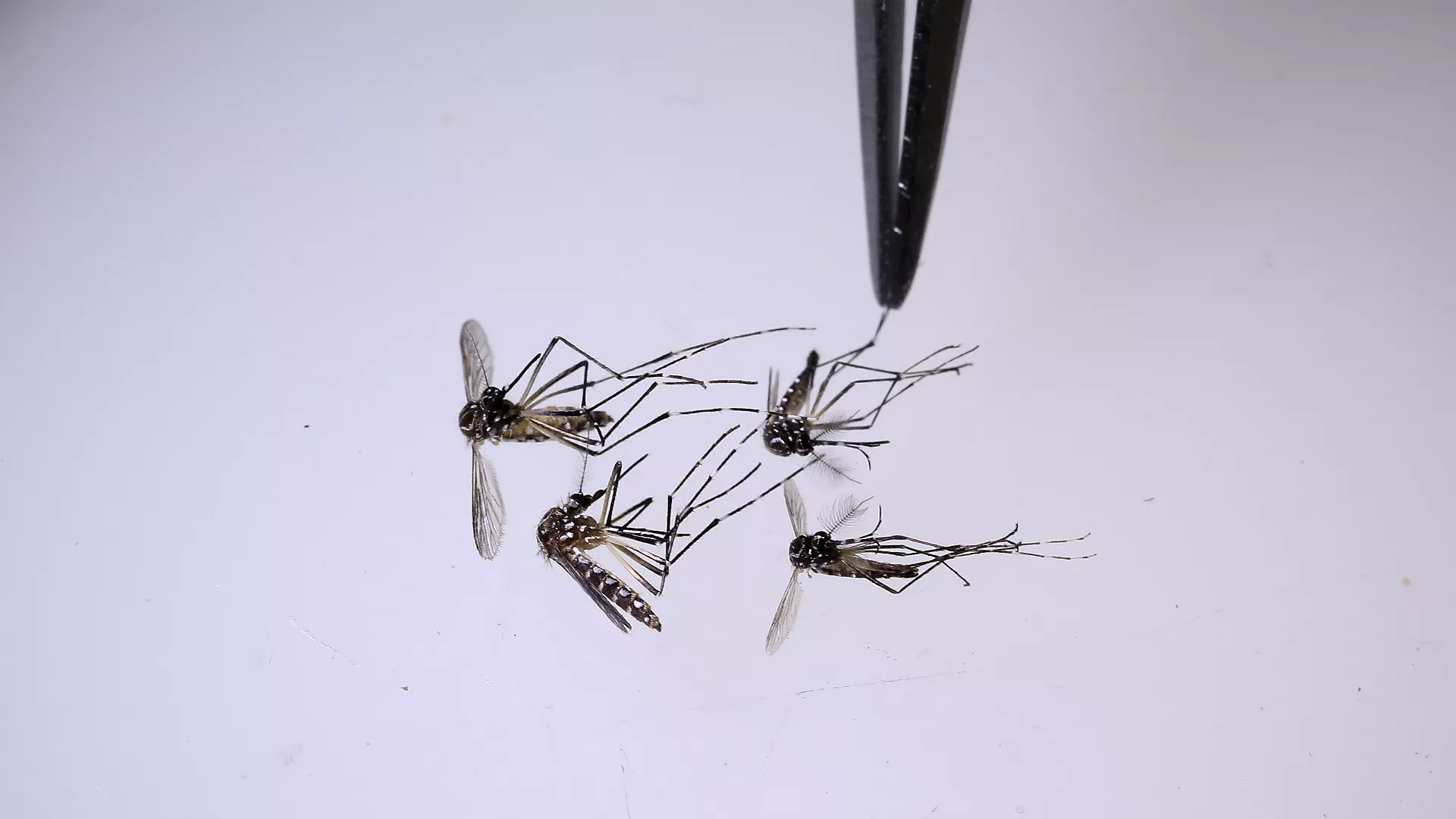 Un científico analiza mosquitos en el laboratorio del Programa Mundial de Mosquitos en Medellín, Colombia, el jueves 10 de agosto de 2023. Foto: Jaime Saldarriaga/AP Photo