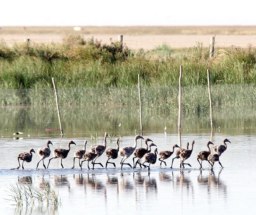 La aprobación de la ley es un paso importante para la protección de la biodiversidad en la Unión Europea. Foto: efe (archivo)