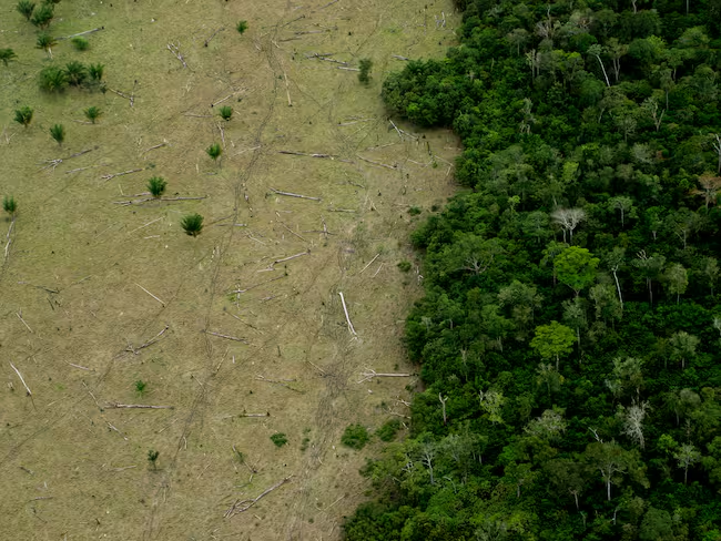 La mayoría de los incendios en la Amazonia son causados por la actividad humana