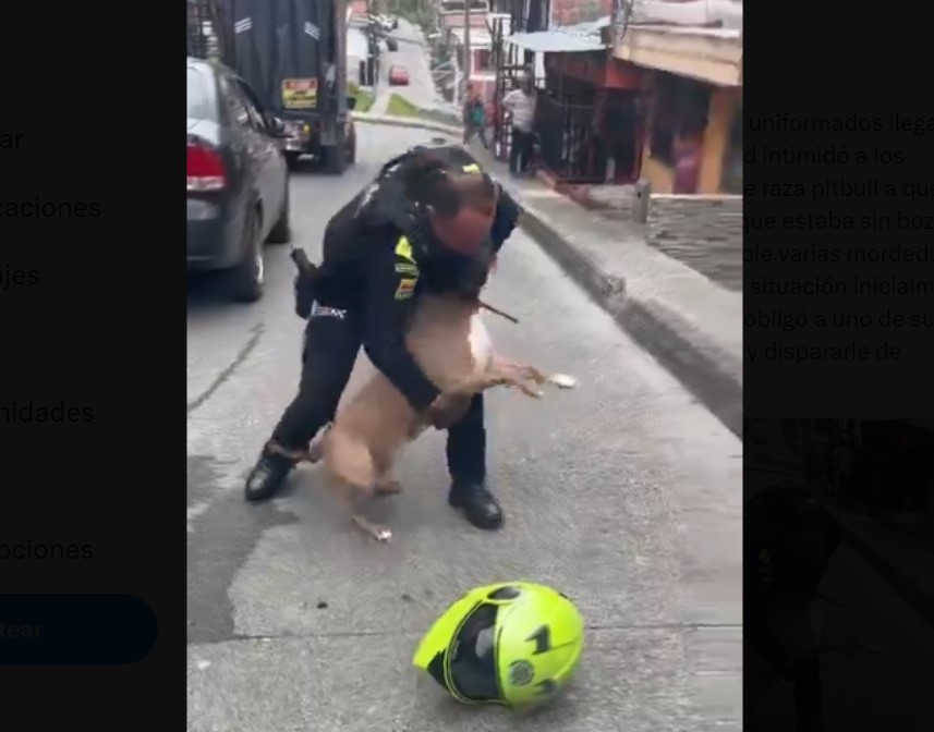 Perro pitbull fue sacrificado por atacar a un policía en medio de un procedimiento en Manizales