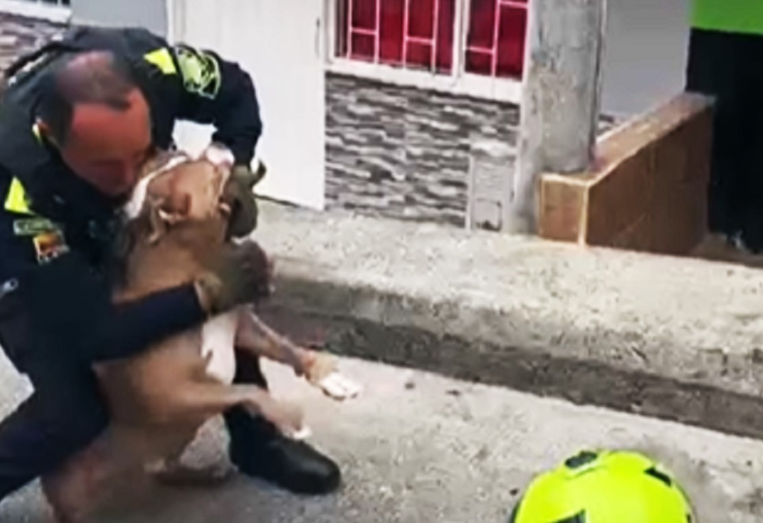 Así fueron los hechos que desencadenaron el sacrificio de un perro pitbull en Manizales