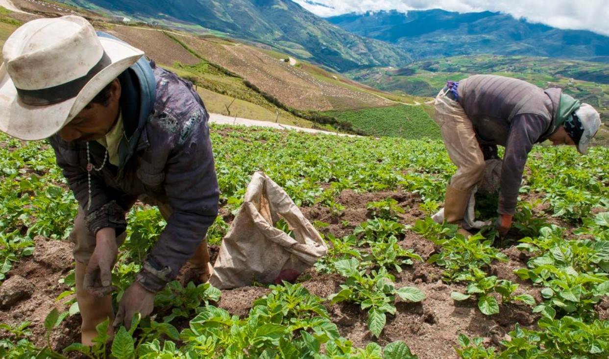 Sectores agropecuario y mineros dieron impulso de un 3.86% a la economía de Colombia