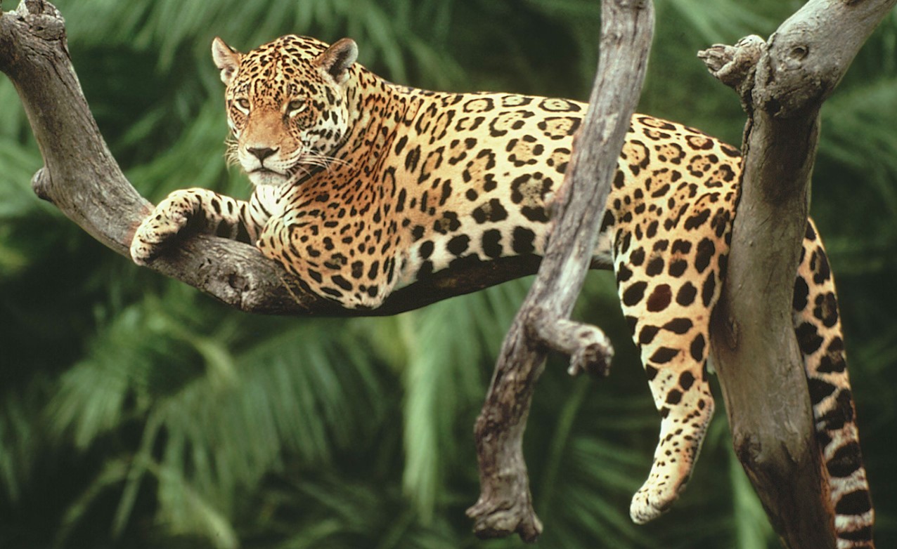 A pocos días de la COP16, estudio revela que colombianos ignoran importancia de la biodiversidad