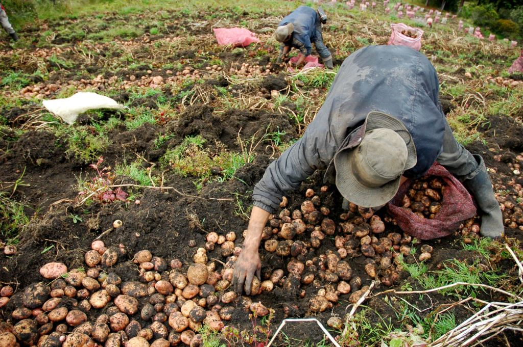 La agricultura registró un crecimiento de 7,5%, Foto: Bloomberg News/Alejandra Parra