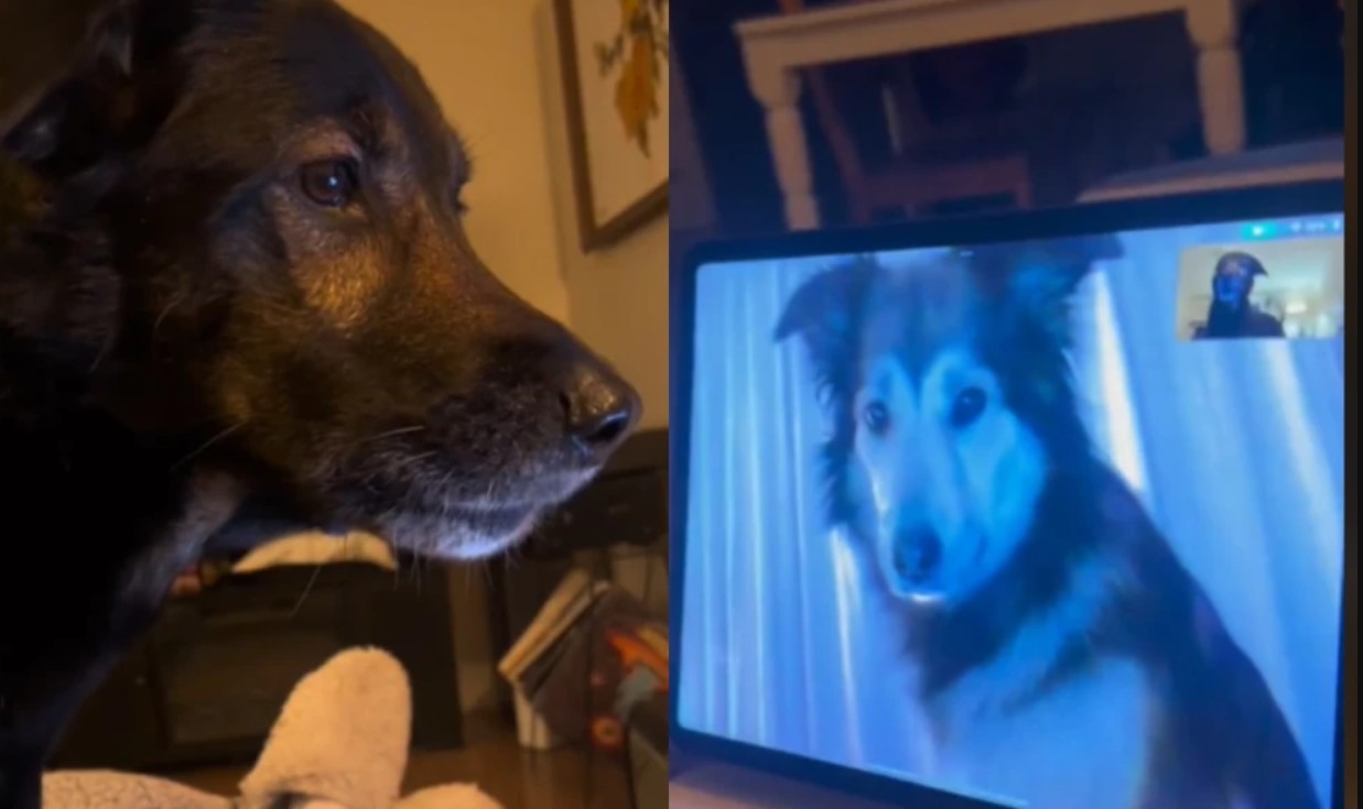 Conmovedor reencuentro de dos perros a través de una videollamada