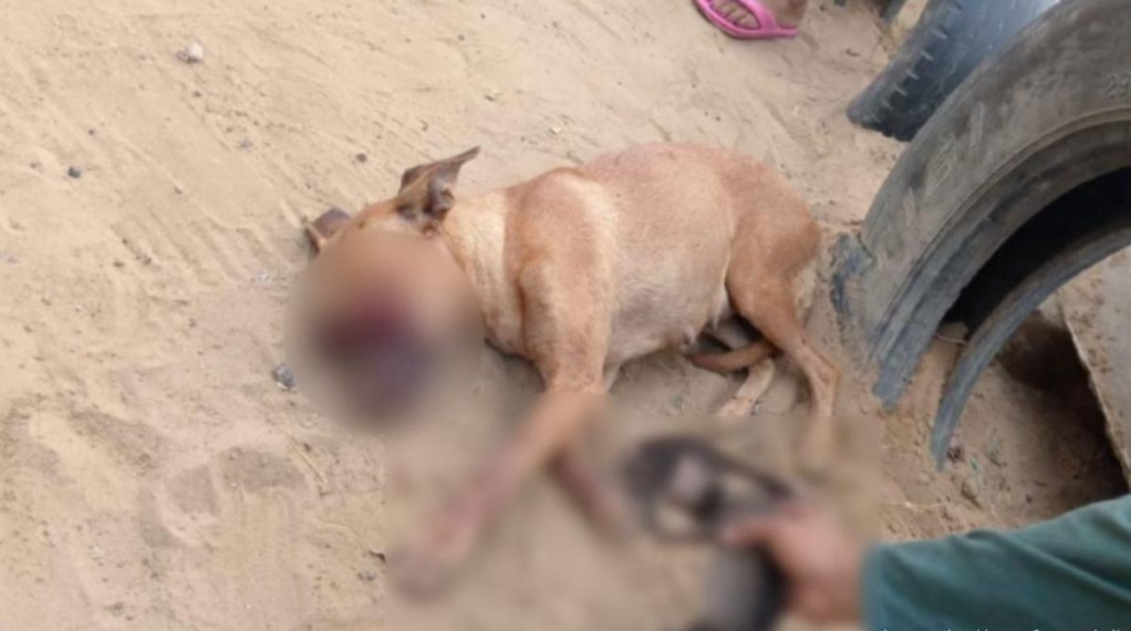 Ocho personas condenadas por maltrato animal en varias regiones de Colombia