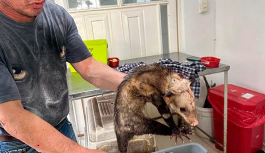 Zarigüeya víctima de brutal ataque en Cali se recupera lentamente