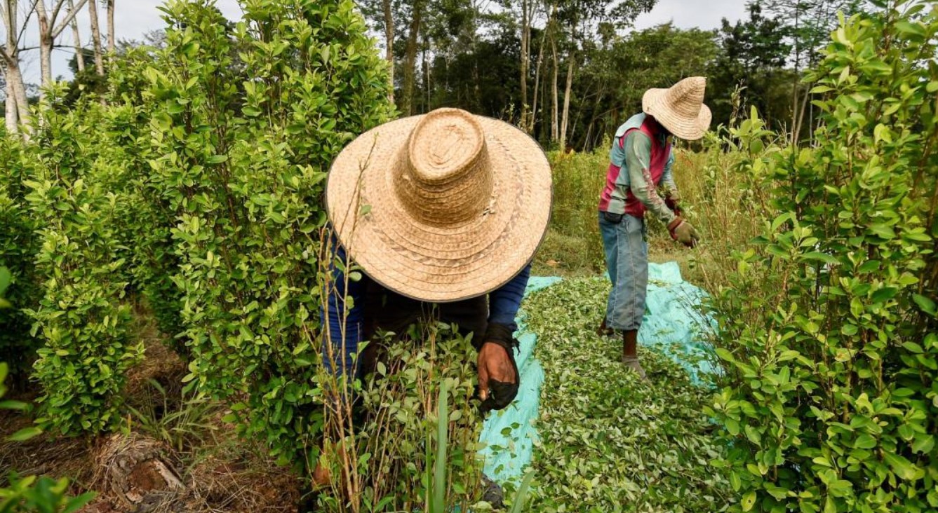 Senador David Luna reveló motivo por el cual Gobierno buscaría legalizar los cultivos de coca