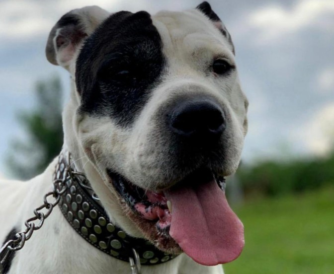 Imputan cargos por maltrato animal a dos personas en Valle del Cauca y Bogotá