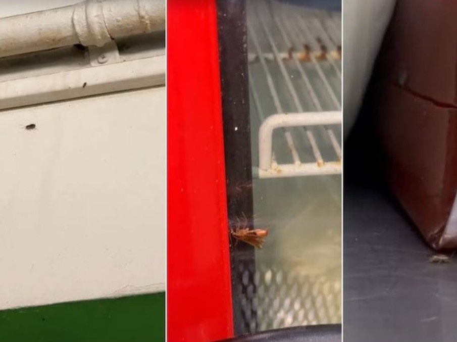 Cerraron reconocida panadería en Ibagué por plaga de cucarachas