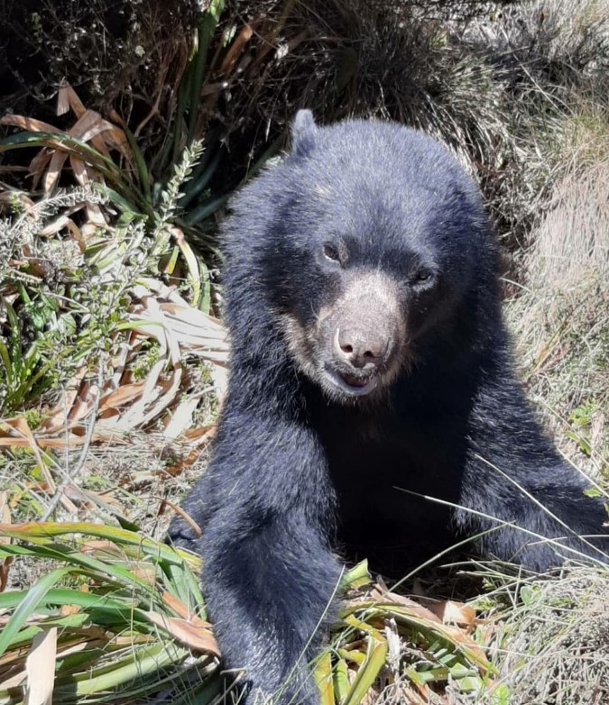 Avistan cría de oso andino muy juguetón en Chingaza