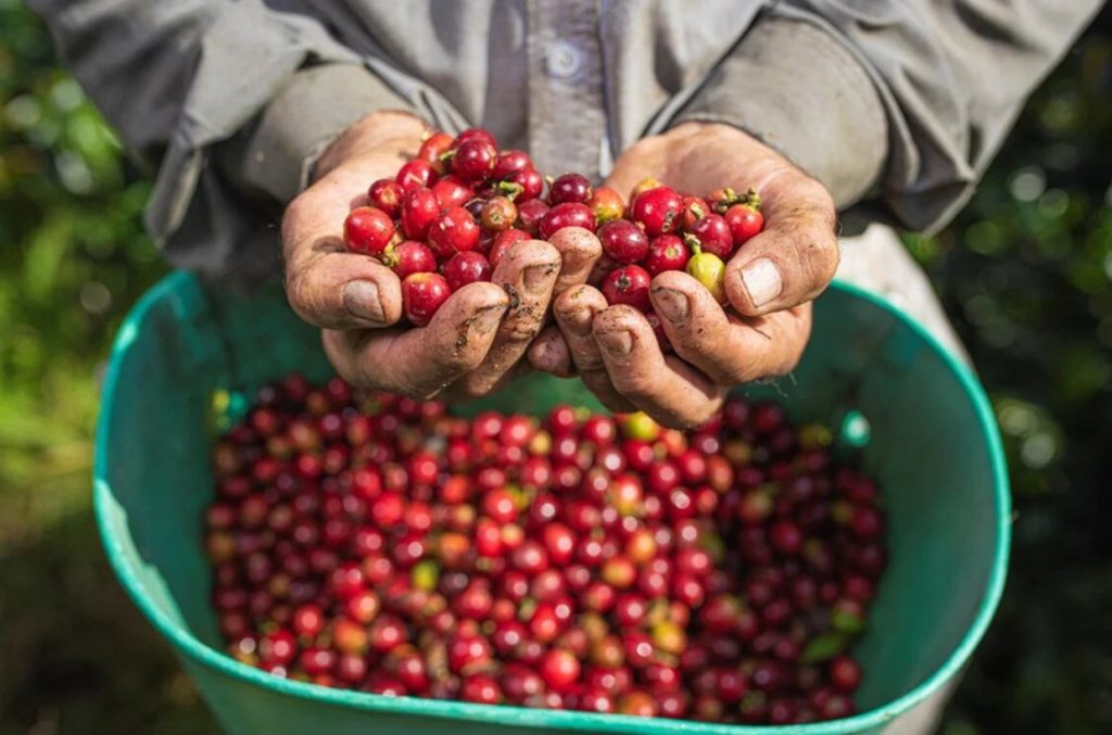 Industria colombiana de café reporta un repunte en su producción en 2024