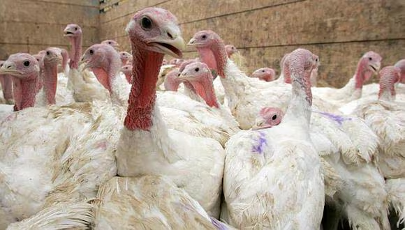 Se proyecta ventas de 2.200 toneladas de pavo en 2024 Foto: el comercio